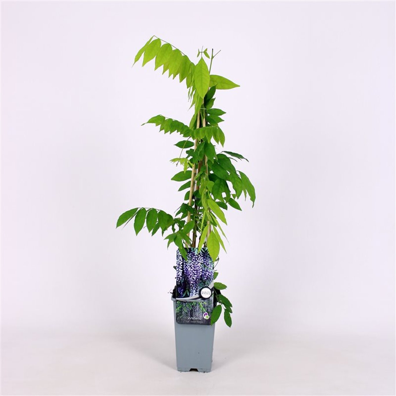 Wisteria flor. 'Issai-naga' - C2 70/+ CM